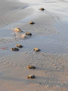 Baby sea turtles.