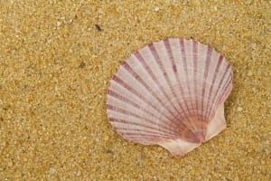 Scallop shell on the beach.