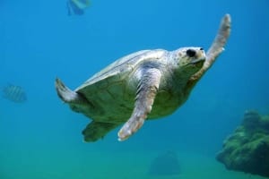 Sea turtle underwater.